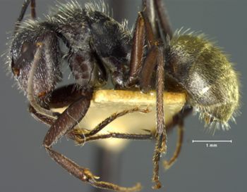 Media type: image; Entomology 9118   Aspect: habitus lateral view